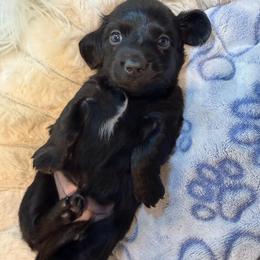 Twix - Black male Dachshund puppy in Erie, Michigan from Champagne’s Grinch Toe’d Dachshunds