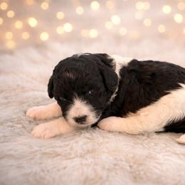 Mia - Tri-color female Bernedoodle puppy in Myrtle Beach, South Carolina from Colorful-K9'S