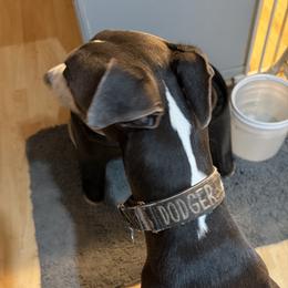 Greyhound puppies from ARK Kennels