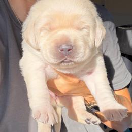Purple - Champagne female Dilute Retriever puppy in Orangevale, California from NorCal Silver & Coal Labradors