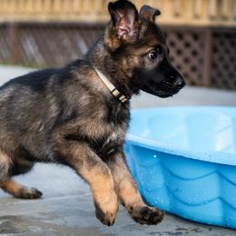 Yellow collar - Sable female German Shepherd puppy in Seville, Ohio from Hillary Rowley-Weiss