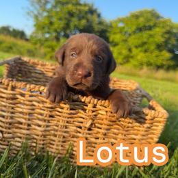 Lotus - Chocolate female Labrador Retriever puppy in Lucasville, Ohio from Backwoods Labradors