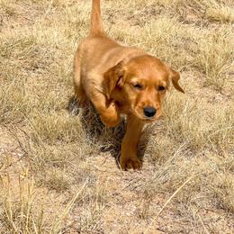 Sage - Golden female Golden Retriever puppy in Wellington, Colorado from High Country Golden Retrievers