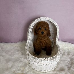 Will(AKC) - Red  male Poodle puppy in Moreno Valley, California from Yanni's Poodle