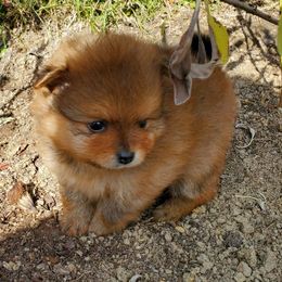 Pomeranian Puppies from Donna Gaspich