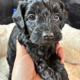 Blizzard - Black male Cockapoo puppy in Adrian, Oregon from ApplebyFarm
