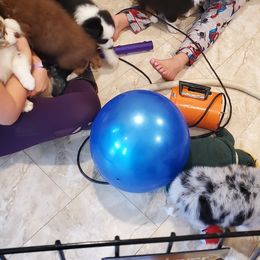 Australian Shepherd Puppies from Winsome Aussies