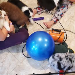 Australian Shepherd Puppies from Winsome Aussies