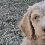 Double Doodles from Lazy t ranch