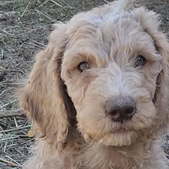 Double Doodles from Lazy t ranch