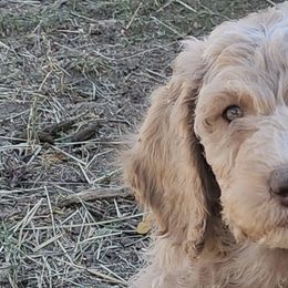 Double Doodles from Lazy t ranch