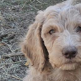 Double Doodles from Lazy t ranch