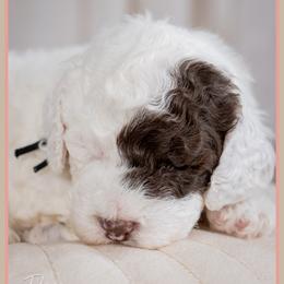 Cousin - Brown and white male Cockapoo puppy in Connersville, Indiana from Deaz Doodle Ranch