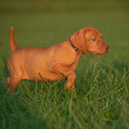 German Shorthaired Pointer and Vizsla Puppies from Nosam Kennels