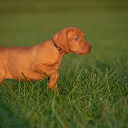 German Shorthaired Pointer and Vizsla Puppies from Nosam Kennels