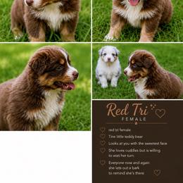 Red Tri Female - Red & white female Australian Shepherd puppy in Bremen, Georgia from Ash-Land Aussies