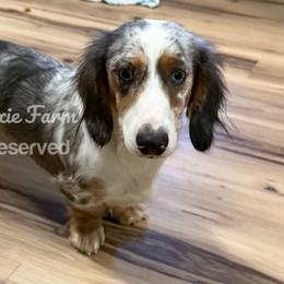 Beethoven - Dachshund