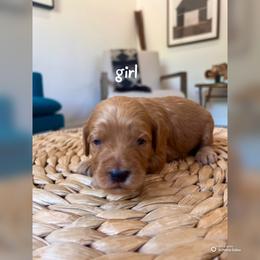 Girl 2 - Apricot female Goldendoodle puppy in Glendale, Arizona from Follow Your Bliss Doodles