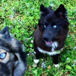 Siberian Husky Puppies from Blue Moon Siberian Husky Haven