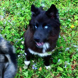 Siberian Husky Puppies from Blue Moon Siberian Husky Haven