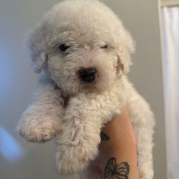Casper - White male Poodle puppy in Grass Valley, California from Cuddle Paws Poodles