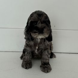 Dusty - Blue roan female Cockapoo puppy in Layton Utah, Utah from Cookie Cocker Farms