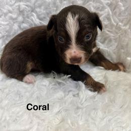 Coral - Red tri female Miniature Australian Shepherd puppy in Roseville, California from Golden State Mini Aussies