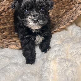 Jameson (Rare Korean Morkie) - Black male Morkie puppy in Atlanta, Georgia from Cocktail Puppies