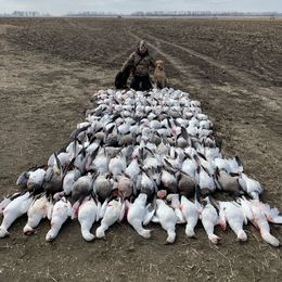 Labrador Retriever All Grown Up from Little River Labradors