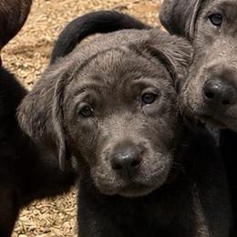 Peeps - Charcoal male Dilute Retriever puppy in Baldwin City, Kansas from Hedge Lane Labradors