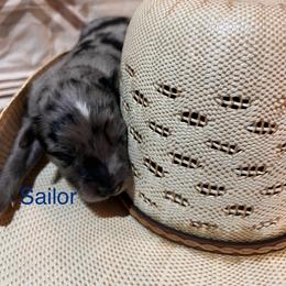 Sailor - Blue merle male Australian Shepherd puppy in Rose Hill, North Carolina from Motega Australian Shepherds