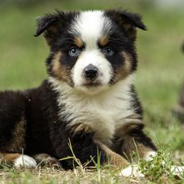 Boy 2 - Black tri male Miniature American Shepherd puppy in Franklinville, North Carolina from Fine Hill Miniature Americans