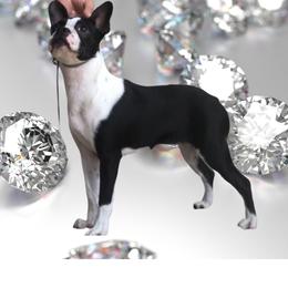Boston Terrier and French Bulldog Puppies from Diamonds In The Ruff Boston Terriers & French Bulldogs