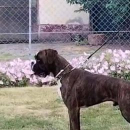 Aron - Boxer