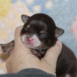 Maple 3,800 - Chocolate and tan female Chihuahua puppy in Cache, Oklahoma from Charming Lil Chihuahuas