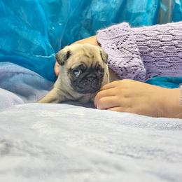 Baby boy c - Fawn male Pug puppy in Kodak, Tennessee from My Princess Pugs