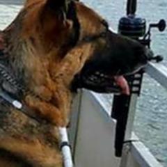 Chihuahuas and German Shepherds from Gunnersville Farm