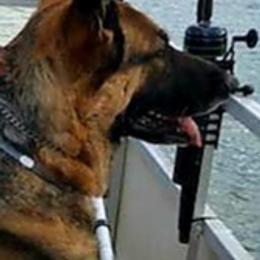 Chihuahuas and German Shepherds from Gunnersville Farm