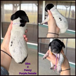Purple Female - Black roan female German Shorthaired Pointer puppy in Crockett, Texas from LL Gun Dogs, LLC