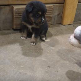 Ellen - Black tri-color female Australian Shepherd puppy in Almo, Kentucky from Riley's Paw Pals