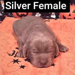 Electra - Silver female Dilute Retriever puppy in Madras, Oregon from GT Labradors