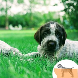 Wirehaired Pointing Griffons from Griffons Out West