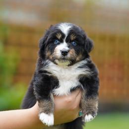 Stella - Tri-color female Bernedoodle puppy in Spokane, Washington from Lilac City Doodles