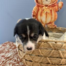 Girl 5 - female Pembroke Welsh Corgi puppy in Cumming, Georgia from Linda's Pembroke Welsh Corgis