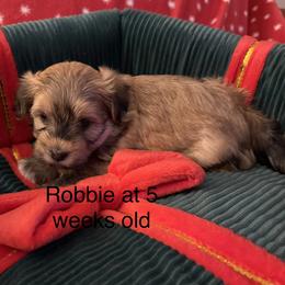 Robbie - Red sable male Havanese puppy in Hudson, New York from Havanese of Claverack and Hudson Valley Labradors