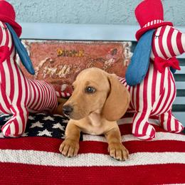Sammy (cream) - Cream male Dachshund puppy in Orlando, Florida from Weiner Wunderland of Central Florida