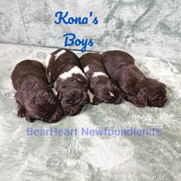 Ted - Brown male Newfoundland puppy in Cortez, Colorado from Bear Heart Newfoundlands, LLC