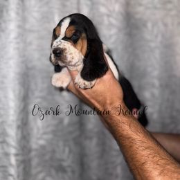 Freya - Black brown and white female Basset Hound puppy in Conway, Missouri from Ozark Mountain Kennel