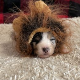 Australian Shepherd Puppies from Kelly Krew Aussies