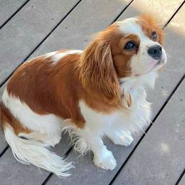Cavalier King Charles Spaniels from Carters Cavaliers